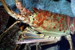 California Spiny Lobster, (Panulirus interruptus), Malacostraca, Decapoda, Achelata, Palinuridae, AARV02P04_15