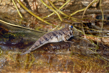 Indian Mudskipper, (Periophthalmus novemradiatus), Perciformes, Gobiidae, Brackishwater, tetrapod
