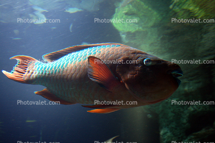 Rainbow Parrotfish, (Scarus guacamaia)