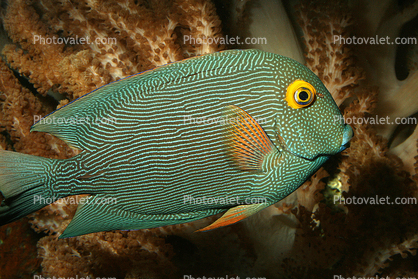 Kole Yellow Eye Tang, goldring surgeonfish, (Ctenochaetus strigosus), Perciformes, Acanthuridae, Surgeon Fish, Striped, Yelloweye
