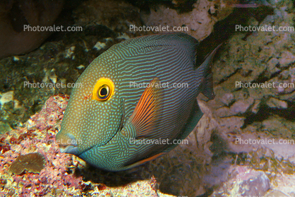 Kole Yellow Eye Tang, goldring surgeonfish, (Ctenochaetus strigosus), Surgeon Fish, Striped, Yelloweye