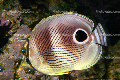 Four-eyed Butterflyfish, (Chaetodon capistratus), Perciformes, Chaetodontidae, Foureye Angelfish