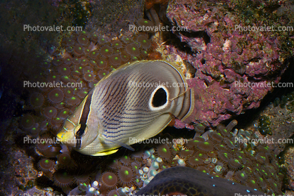 Four-eyed Butterflyfish, (Chaetodon capistratus), Perciformes, Chaetodontidae, Foureye Angelfish