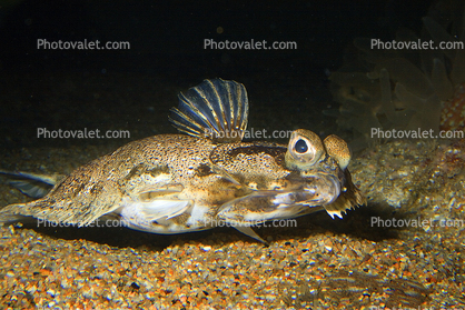 flatfish, Flounder