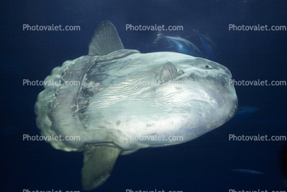Oceanic Sunfish (Mola mola), Tetraodontiformes, Molidae
