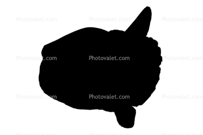 Oceanic Sunfish silhouette, (Mola mola), Tetraodontiformes, Molidae, logo, shape