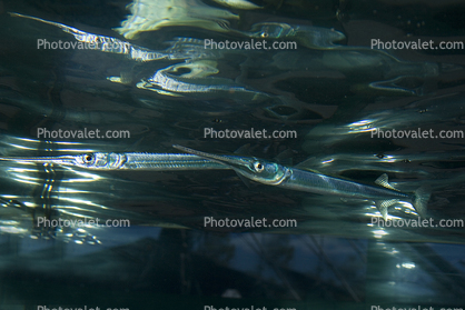 Atlantic Needlefish (Strongylura marina)