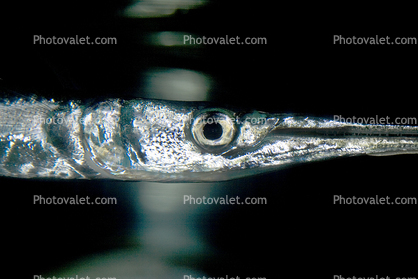 Atlantic Needlefish, (Strongylura marina), Belonidae