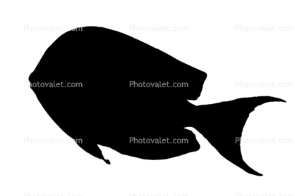 SurgeonFish, tang silhouette, logo, shape