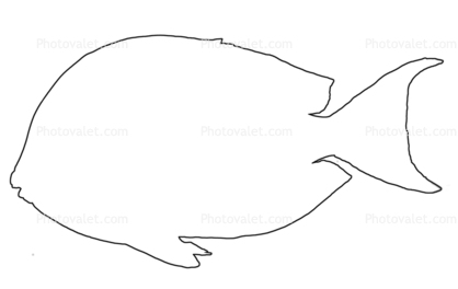 SurgeonFish outline, line drawing