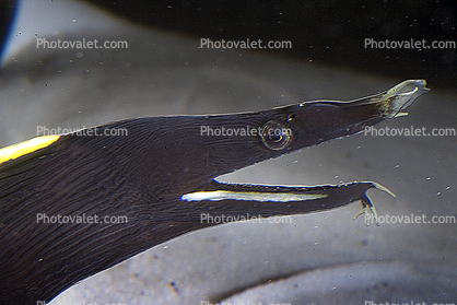 Ribbon Eel, (Rhinomuraena quaesita), Anguilliformes, Muraenidae