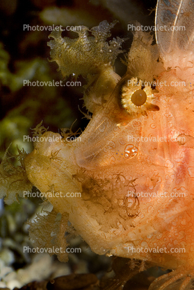 Raggy Scorpionfish, (Scorpaenopsis venosa), Scorpaeniformes, Scorpaenidae, Scorpaeninae