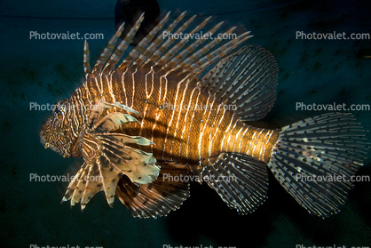 Black Volitan Lionfish, (Pterois volitans), Scorpaeniformes, Scorpaenidae, Pteroinae, venomous coral reef fish, scorpionfish, venemous