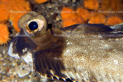 Pacific Dover sole, (Microstomus pacificus), Pleuronectiformes, Pleuronectidae, flounder, bottomfish