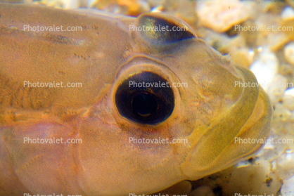 Blackeye Goby, (Rhinogobiops nicholsii), Perciformes, Gobiidae