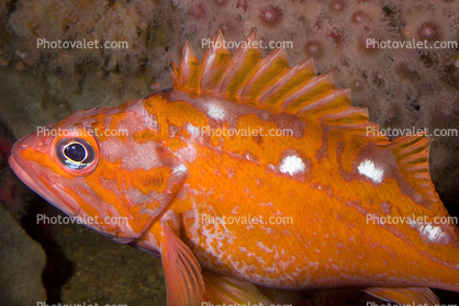 Rosy Rockfish, (Sebastes rosaceus), Scorpaeniformes, Sebastidae