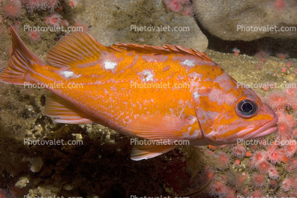 Rosy Rockfish (Sebastes rosaceus), Scorpaeniformes, Sebastidae