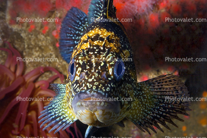 Rockfish head-on, face, fins