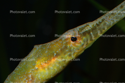Alligator Pipefish, (Syngnathoides biaculeatus), Syngnathiformes, Syngnathidae
