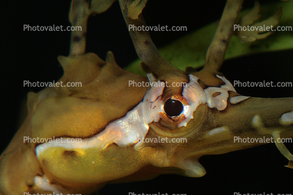 Ribboned Pipehorse eyes, (Haliichthys taeniophorus), Syngnathiformes, Syngnathidae, Syngnathinae, pipefish