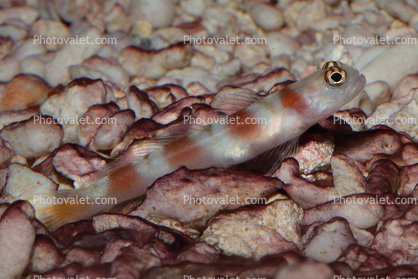 Shrimp Goby, Amblyeleotris species, Perciformes, Gobiinae