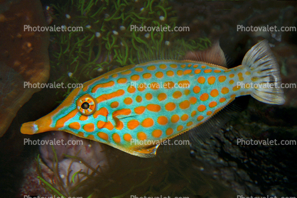 Red Sea Longnose Filefish, (Oxymonacanthus halli), or, (Oxymonacanthus longirostris), Orange Polka-dots