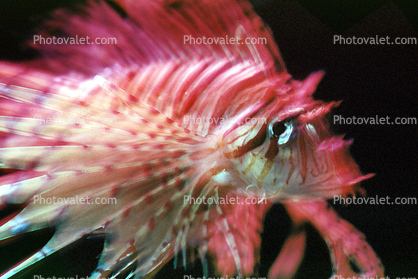 Lionfish, Scorpaeniformes, Scorpaenidae, scorpionfish, venemous