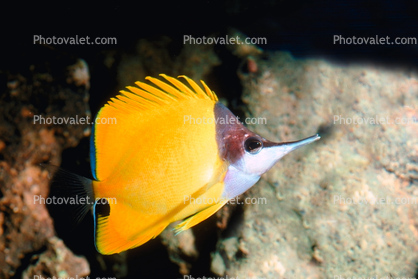 Long-nose Butterfly Fish, (Forcipiger flavissimus)