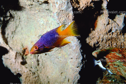 Spanish Hogfish, (Bodianus rufus), [Labridae], Wrasse, Perciformes