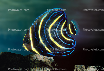 Koran angelfish, semicircle angelfish, (Pomacanthus semicirculatus), Perciformes, Pomacanthidae, semicircle