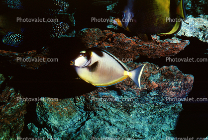 Japanese Tang, (Naso literatus), Perciformes, Acanthuridae, Orangespine unicornfish