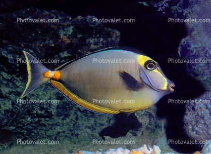 Japanese Tang, (Naso literatus), Perciformes, Acanthuridae, Orangespine unicornfish