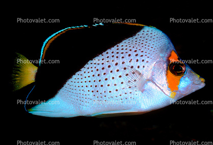 Hawaiian butterflyfish, Chaetodon tinkeri, Perciformes, Chaetodontidae, K?kakapu, Tinker's Butterflyfish