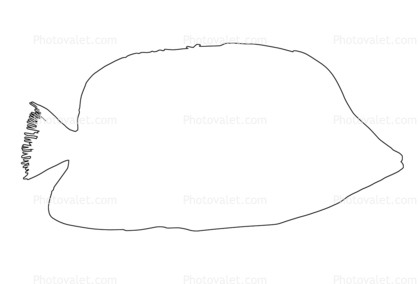 Tinker's Butterflyfish Outline, line drawing, shape