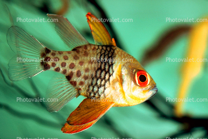 Orbiculate Cardinalfish, (Apogon orbicularis), Perciforme