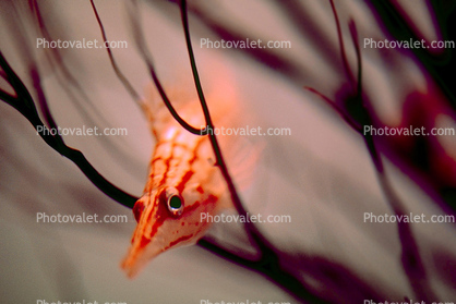 Longnosed hawkfish, (Oxycirrhites typus), Perciformes, Cirrhitidae