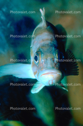 Rockfish head-on, mouth