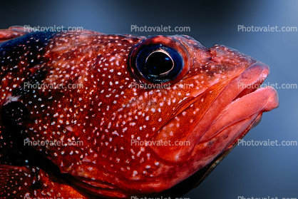 Rockfish, eyes, mouth, lips