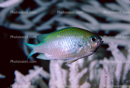 Blue-Green Chromis, (Chromis viridis), Perciformes, Pomacentridae, damselfish