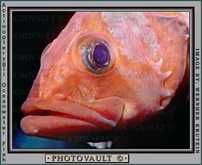 Rockfish eye, lips, mouth, face