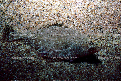 Sand Dab, flatfish, bottomfish