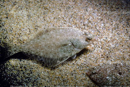Sand Dab, flatfish, bottomfish