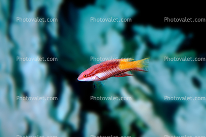 Cuban Hogfish, (Bodianus pulchellus), [Labridae], Perciformes, wrasse, spotfin