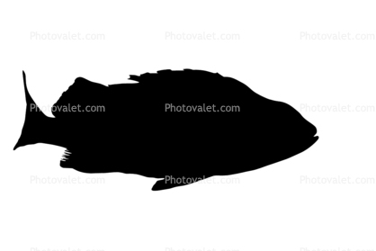 Rockfish silhouette, logo, shape