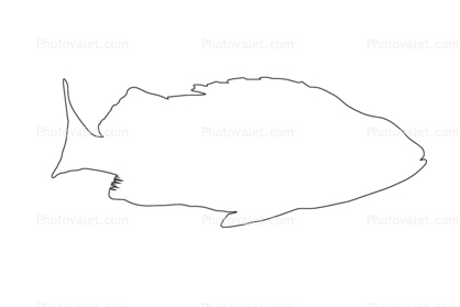 Rockfish Outline, line drawing, shape