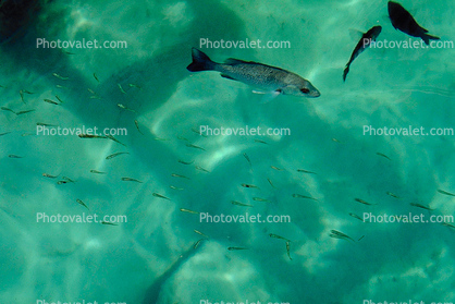 water texture, fish, tropical, Xel-Ha, Quintana Roo