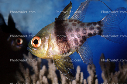 Orbiculate Cardinalfish, (Apogon orbicularis), Perciformes, Percoidei, Percoidea, Apogonidae
