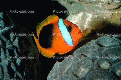 Tomato Clownfish Underwater, (Amphiprion frenatus), Perciformes, Pomacentridae