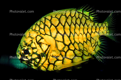 Pinecone Fish, (Monocentris japonica), Beryciformes, Monocentridae