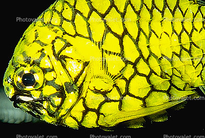 Pinecone Fish, (Monocentris japonica), scales